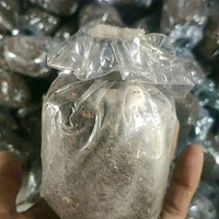 bibit jamur merang