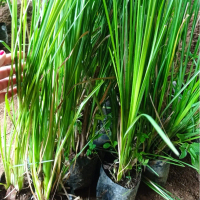 Bibit tanaman Akar Wangi - Tanaman Sumber wangi wangian-Mencegah longsor