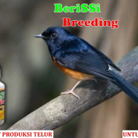 BERISSI BREEDING