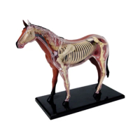 Animal Organ Anatomy Model 4D Horse Intelligence Assembling Toy Teaching Anatomy Model DIY Appliances