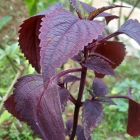 Daun Miyana segar atau Daun jawer kotok 250 gra
