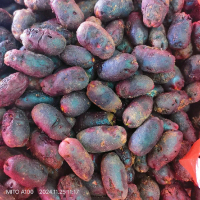 1 kg biji cengkeh zanzibar polong cengkeh siap semai