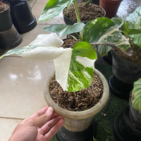 Tanaman Hias Monstera Albo Variegata - Monstera Albo Variegata