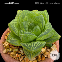 H.'Hoi An' obtusa × retusa. B033
