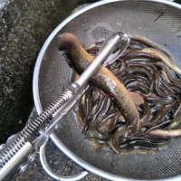 Kẹp bắt rắn 29 inch đa năng kèm chuông cảnh báo, tay cầm chống trượt, khóa tự động và hàm rộng