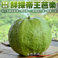 【果農直配】嚴選台灣帝王芭樂10斤(約14-20顆)