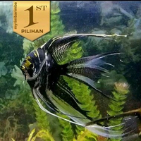 Manfish Tricolor Slayer Ikan Hias Aquascape Hiasan Aquarium Tanaman Air -