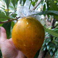 cây lekima thái đã trồng chậu
