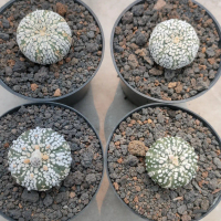 kaktus astrophytum superkabuto 1pcs