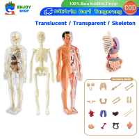 Set Model Anatomi Tubuh Manusia Mainan Torso Organ, Tulang, Dan Tengkorak Untuk Praktek Pembelajaran