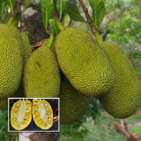 tanaman benih Nangka J33 Malaysia Hasil Okulasi Cepat Berbuah Super Besar Pilihan Terbaik Buah Nangk