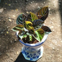 Tanaman Hias Aglonema Rotundum Aceh Hitam By CAH FLORA