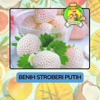 Benih Buah Buahan Bibit Biji Tanaman Organik Stroberi Putih