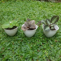 Tanaman hias episcia beludru coklat, hijau, merah, cupreata, hitam