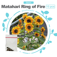 Benih Biji Bunga Matahari Ring Of Fire Benih Biji Berkualitas Dan Termurah