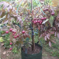 BIBIT TANAMAN POHON KELENGKENG MERAH/ RUBY LONGAN SUDAH BERBUAH/BERBUNGA