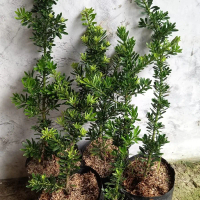 Lohansung Cincuan Tinggi 60-70cm/ Podocarpus/ Lohansung Cincuan Ori