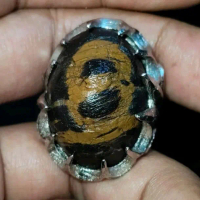 Batu Fosil kelor serat emas (Original) Lawasan / Sepuh