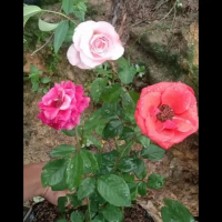 bibit bunga mawar kampung pink, putih dan merah(silahkan pilih salah satu warna pink, merah, putih)