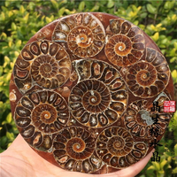 馬達加斯加玉化螺化石小螺盤觀賞把玩收藏礦物奇品實物圖多款可選