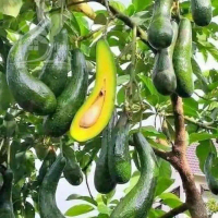 Bibit Buah Alpukat Kelut Super berbuah panjang bisa COD