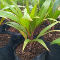 bibit pohon palem botol merah tanaman palem botol