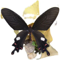 Variegated Papilio Real Butterfly Specimen Kindergarten Teaching Hobby Collection DIY Crafts Home Dec Christmas Decorations