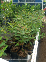 bibit pohon pelangi eucalyptus rainbow pohon pelindung