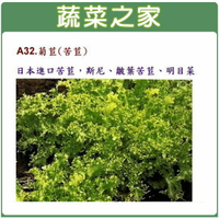 【蔬菜之家】A32.菊苣種子(日本進口苦苣)(共有2種包裝可選)