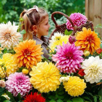 15 BUTIR BENIH BIJI BUNGA DAHLIA PINATA
