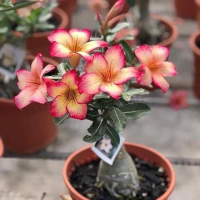 TANAMAN HIAS ADENIUM KAMBOJA BUNGA TUMPUK-KAMBOJA JEPANG