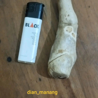 Koleksi Antik Batu Puser Bumi Asli Alam
