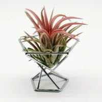 Tillandsia Display Stand Hydroponic Beautify Airplant Container Pot Minimalist Anti-deformed Plant Display Rack for Office