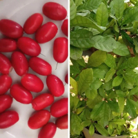 MAGIC FRUIT / MIRACLE FRUIT / BUAH AJAIB
