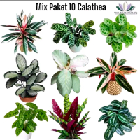 promo paket hemat 10 jenis tanaman hias chalatea / bunga chalatea tanaman hias hidup