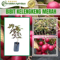 Bibit Kelengkeng Super Unggul Tabulampot Sambung Susu Ukuran 50-60cm Original PembibitanAgriWijaya K