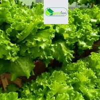 Benih Selada Caipira F2/ Bibit Selada Hidroponik/ Bibit Selada Keriting / Benih Bibit Biji Selada Le