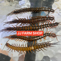 Kelabang beku lipan beku size 12-15cm 1pack 3ekor jamin fres dan segar