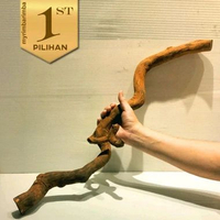 Kayu Santigi Laut XL 65cm+ Hiasan Aquarium Aquascape Tanaman Air Tawar -