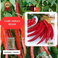 Benih Cabe Merah Besar