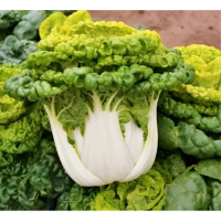[Hạt giống Mỹ] Gói 300 hạt giống cải bẹ Golden Bok Choy