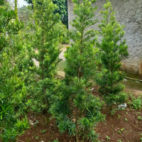 pohon lohansung tinggi 2 mter / lohansung taiwan