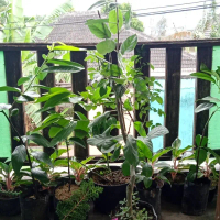 bibit tanaman buah apel kota b - malang tinggi 1 meter batang besar bisa COD