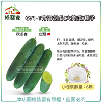 【綠藝家】G71-1青海胡瓜(大黃瓜)種子6顆