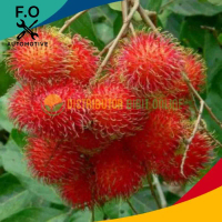 Bibit Rambutan Binjai Bibit Unggulan