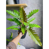 Cây Philodendron Caramel - kiểng lá nhiệt đới, cây decor trang trí nội thất, cảnh quan