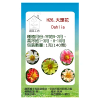 【蔬菜工坊】H26.大理花種子(混合色、高30-40cm)