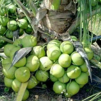 Kelapa Entog Hibrida Berkualitas - Variasi Genjah Dengan Buah Hijau Air Melimpah & Daging Lembut Tin
