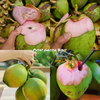 Bibit kelapa wulung / kelapa hijau wulung / kelapa ijo asli 1000% , Bisa COD