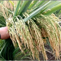 BENIH PADI CIHERANG JUMBO KEMASAN 5KG Tanaman Biji Daun